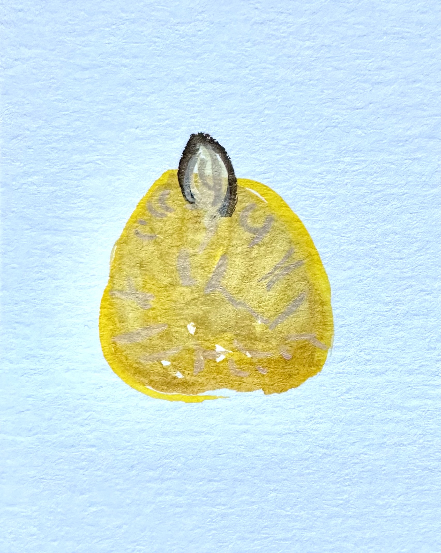 A watercolor illustration of the cookie - it's more vertical than horizontal, sort of yellow, with some markings to indicate texture from the sugar coating and an almond sliver sticking out of the top.