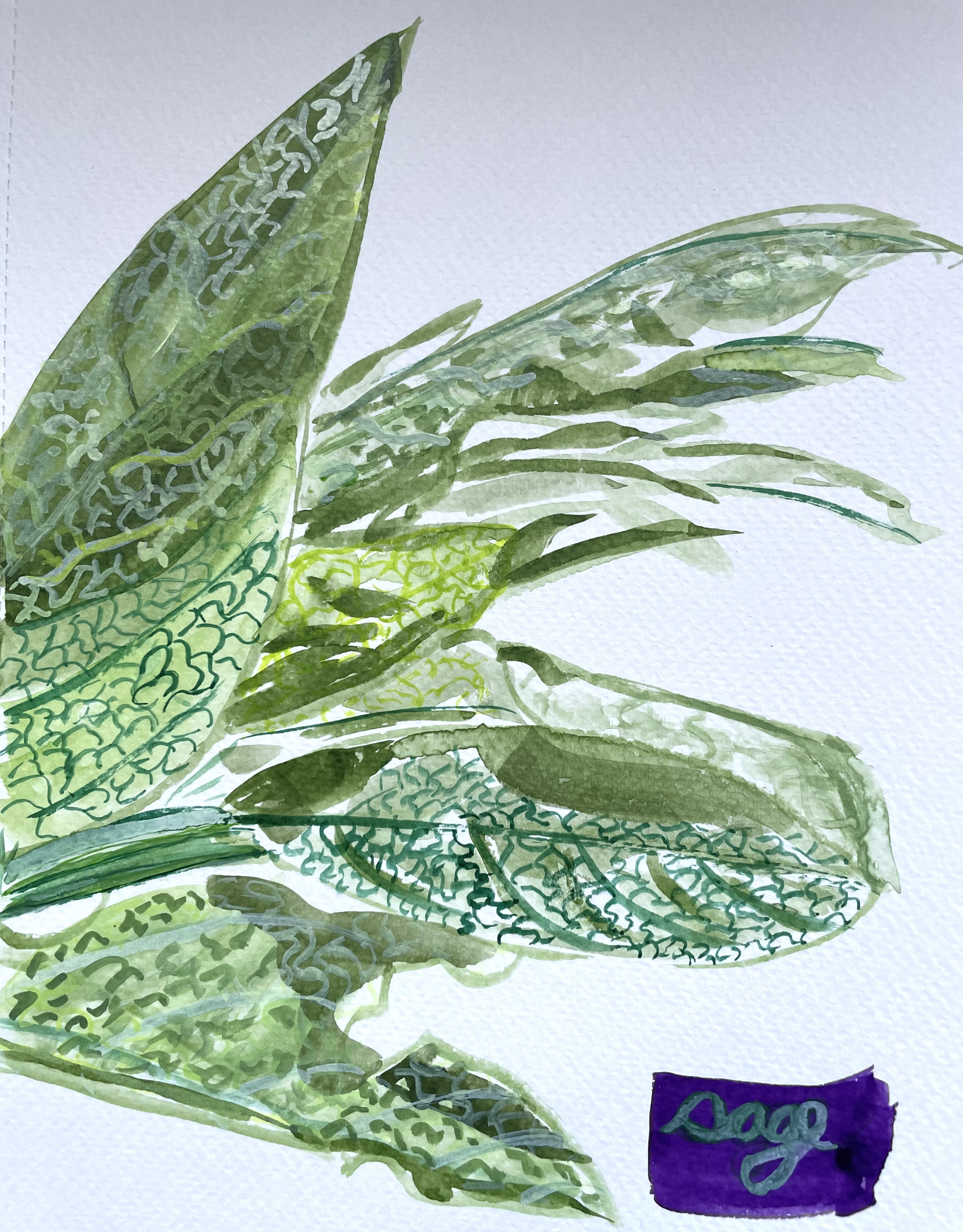 A watercolor illustration of a bunch of sage coming from the left side of the paper. It's a little abstract, but you can see the vein-y nature of sage from different lighting - shade vs. the light coming in from behind. There's a purple rectangle on the bottom right with "sage" written in light green cursive.